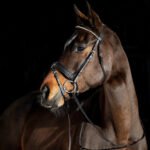 Kamanos Lester Bridle