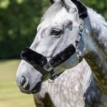 LEMIEUX "COMFORT" kantaras