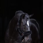 KERBL "SUPERSOFT HALTER" kantaras