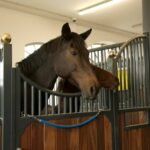 KERBL -pobalnių, gūnių laikiklis