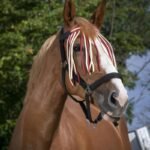 NORTON kutai nuo musių