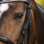 WALDHAUSEN blinker